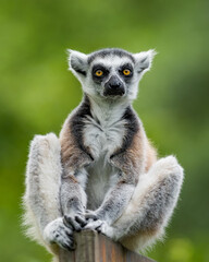 The ring-tailed lemur (Lemur catta). Sitting on the tree in forest. Alone without family. Looking around. Close-up portrait. - obrazy, fototapety, plakaty