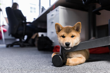 Going to work with pets concept: cute dog under chair with office background. Shiba lies under office chair at a modern working place. Life with pets. Dog and other pets friendly company.