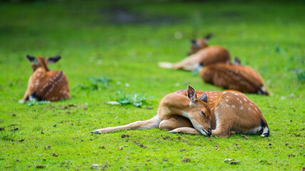 Naklejka na ściany i meble Female sika deer sleeping on grass on a sunny day. Known as Spotted deer, Japanese deer, Cervus nippon or nohonjika. Is it a species of deer native to much of East Asia and Japan.