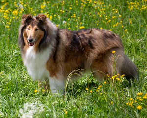 Dark-sable Collie-Hündin in einer Frühlingswiese