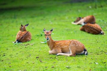Naklejka na ściany i meble Group od sika deer lies on grass on a sunny day. Known as Spotted deer, Japanese deer, Cervus nippon or nohonjika. Is it a species of deer native to much of East Asia and Japan.
