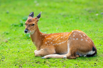 Naklejka na ściany i meble a peaceful background of a young sika spotted Japanese deer Cervus nippon resting on grass on a sunny day