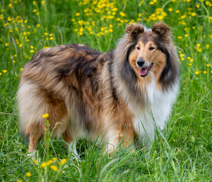 8 Jahre alte Dark-sable Collie-H&uuml;ndin