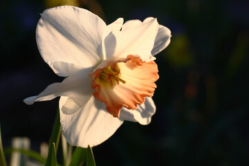 Solar spring evening. A beautiful single flower of a narcissus with a pink crown against a dark background. Original contrast image.