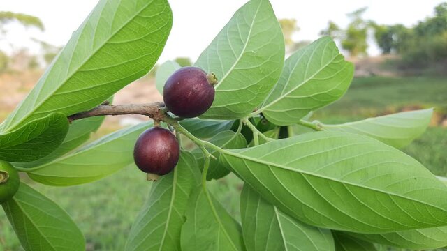Alangium salvifolium or sage leaved alangium tree fruit. It is is a flowering plant in the&nbsp;Cornaceae&nbsp;family. Round wildfruit in nature background.