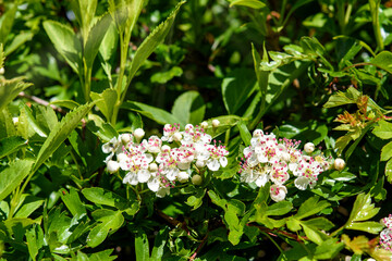 flowers in a garden