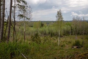 forest in the forest