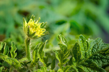 Tomato flower blossom with defocused green background foliage. Macro of single yellow tomato flower opening to the sun. 