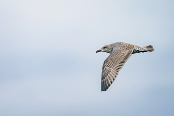 Caspian gull (Larus cachinnans) flying at the sky in Scotland.