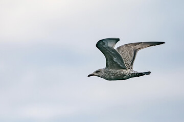 Caspian gull (Larus cachinnans) flying at the sky in Scotland.