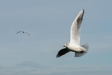 flying seagull bird on beautiful sky background. Second seagull in bokeh background.