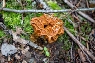 mushroom- bear muzzles