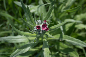 flower, spring, nature, blue, plant, green, purple, flowers, meadow, summer, bloom, macro, beautiful, beauty, blossom, grass, flora, garden, floral, petal, wild, veronica, leaf, closeup, violet