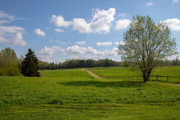 landscape with trees and sky