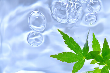 水に浮かぶ青紅葉と波紋