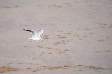 Seagull flight shot on the beach.  Scarborough in England.