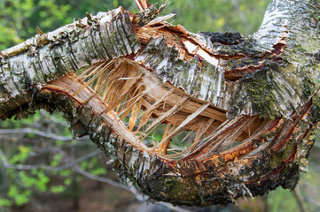 broken and split branch of a birch tree