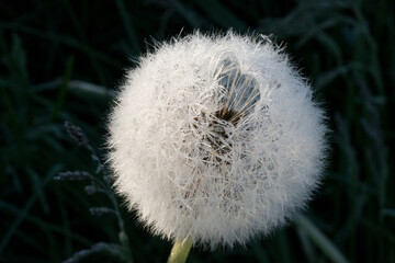 dandelion in dew