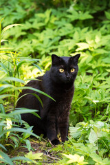 Naklejka na ściany i meble Beautiful black cat portrait with yellow eyes and attentive look in spring garden in green grass in sunlight