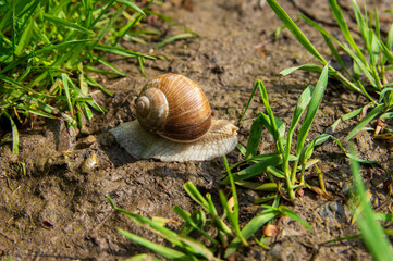 high angle view of roman snail (Helix pomatia) on a muddy wet path