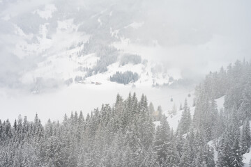 Winter landscape of frosty trees on foggy background.