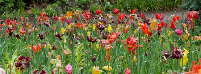 Fototapeta premium Brightly coloured tulips and foliage decaying at the end of spring