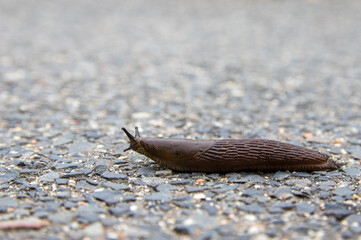 Spanish Slug (Arion vulgaris) on tarmac road. Selective Focus with shallow depth of field