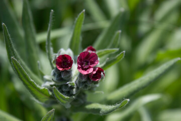 flower, spring, nature, blue, plant, green, purple, flowers, meadow, summer, bloom, macro, beautiful, beauty, blossom, grass, flora, garden, floral, petal, wild, veronica, leaf, closeup, violet