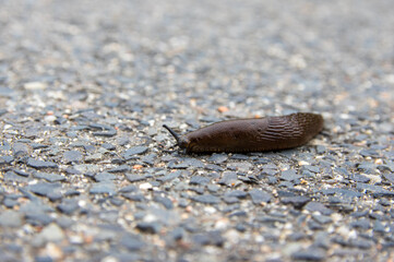 Spanish Slug (Arion vulgaris) on tarmac road. Selective Focus with shallow depth of field