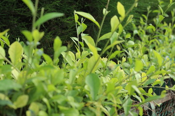 green grass in the garden