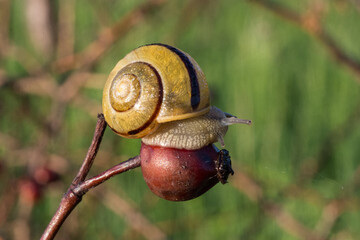 snail on briar
