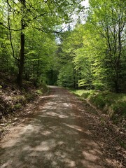 track in spring forest, Southern Germany