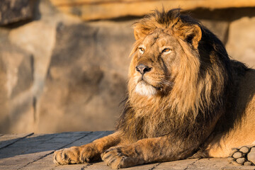 Photography of African Lion King. Relaxing portrait.