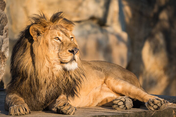 Photography of African Lion King. Relaxing portrait.