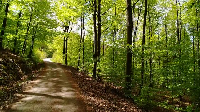 Radfahrt durch den Frühlingwald | riding bicycle through spring forest in Southern Germany