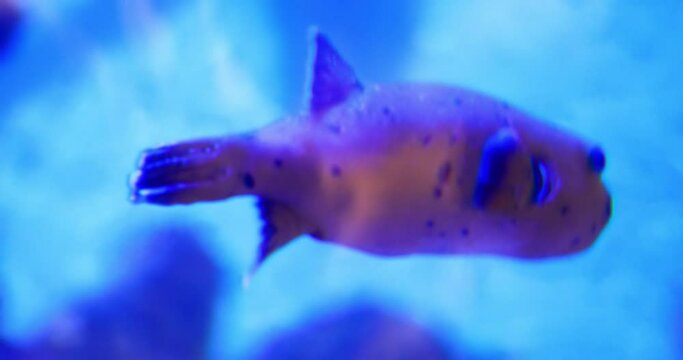 Fish tetraodontidae swims among pitfalls and plants. Close-up.