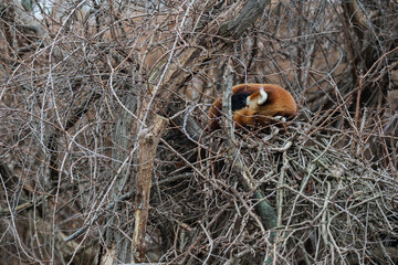 a red panda is sleeping on the tree. it is a mammal native to the eastern Himalayas and southwestern China The red panda has reddish-brown fur, a long, shaggy tail, and a waddling gait