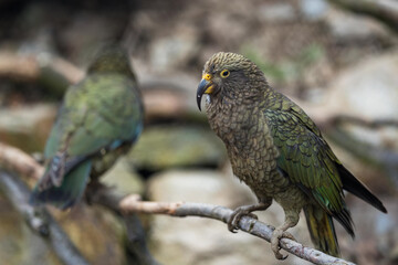 Obraz premium Wild Kea Parrot in the mountains of New Zealand