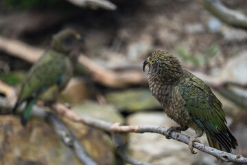 Wild Kea Parrot in the mountains of New Zealand