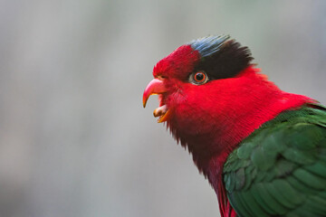 Stella's Lorikeet, Charmosyna stellae, colourful parrot sitting on the rock, green forest vegetation, West Papua, Tanimbar Islands and Babar in southern Moluccas, Asia.