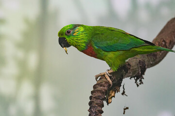 Portrait of Salvadori's fig-parrot (Psittaculirostris salvadorii). Colorful parrot covered by green leaves. Wildlife scene. Green vegetation. Habitat Australia, New Guinea.