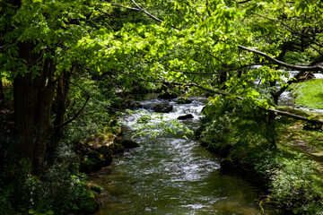 Obraz premium 渓流