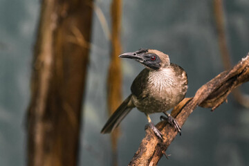 The helmeted friarbird (Philemon buceroides), sitting on the branch. Very strange bird head, ugly bird.