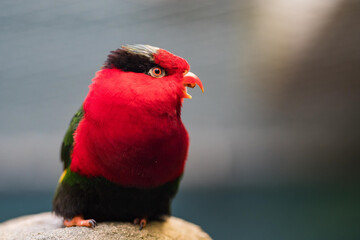 Stella's Lorikeet, Charmosyna stellae, colourful parrot sitting on the rock, green forest vegetation, West Papua, Tanimbar Islands and Babar in southern Moluccas, Asia.