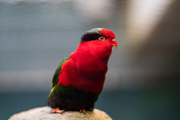 Stella's Lorikeet, Charmosyna stellae, colourful parrot sitting on the rock, green forest vegetation, West Papua, Tanimbar Islands and Babar in southern Moluccas, Asia.
