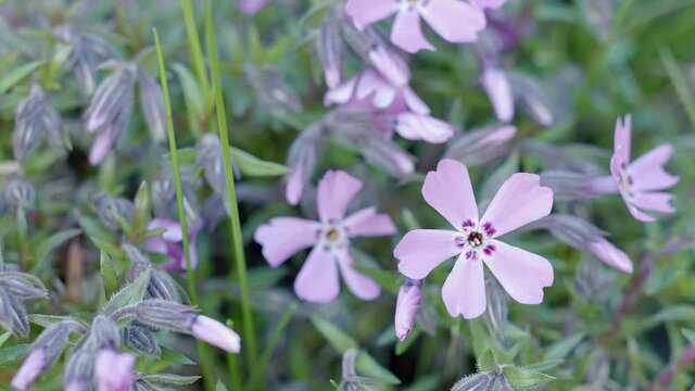 Pink phlox flowers in the flowerbed