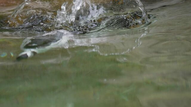 This slow motion video shows the front view of a wild Bufflehead (Bucephala albeola) duck diving down under the water to forage for food.
