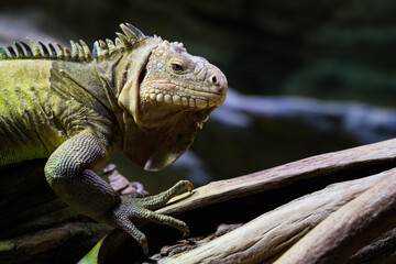 Green iguana, also known as the American iguana, is a large, arboreal, mostly herbivorous species of lizard of the genus Iguana.