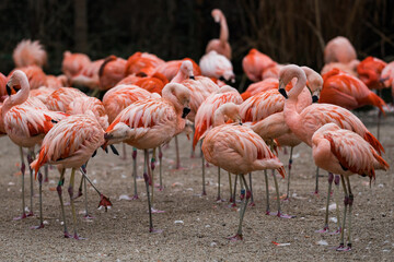 Portrait of Flamingo. Gorgeouse bokeh background. 