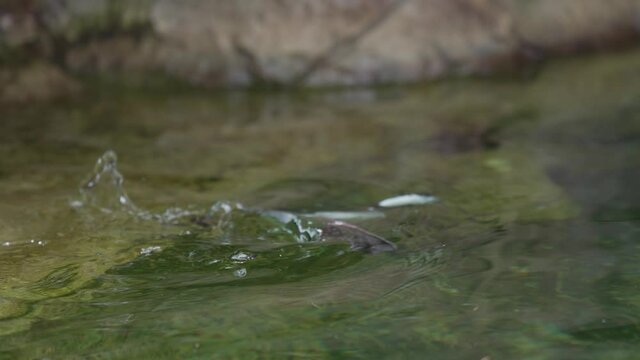 This video shows the rear view of a Bufflehead (Bucephala albeola) duck diving down under the water to forage for food in slow motion.
